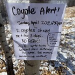 Coyote Sightings and Concerns at 1280 77 St SW