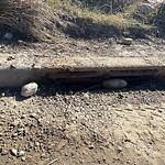 Catch Basin / Storm Drain Concerns at 5119 14 St SW