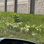 DO NOT USE - Mowing on the Boulevard 60+ km/h-WAM at 60 Hidden Valley Li NW