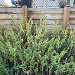 Shrubs, Flowers, Leaves Maintenance in a Park-WAM at 123 Douglasbank Co SE