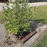 Shrubs, Flowers, Leaves Maintenance in a Park-WAM at 4700 21 A St SW