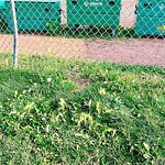 Shrubs, Flowers, Leaves Maintenance in a Park-WAM at 6227 Silver Springs Hl NW