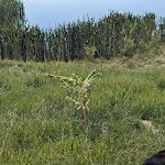 Shrubs, Flowers, Leaves Maintenance in a Park-WAM at Sb @ Rocky Ridge Recreation Centre