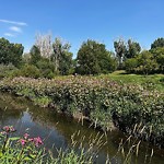 Shrubs, Flowers, Leaves Maintenance in a Park-WAM at 75 Roselawn Cr NW