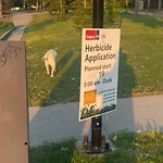 Shrubs, Flowers, Leaves Maintenance in a Park-WAM at 1340 16 St NW