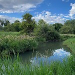 Shrubs, Flowers, Leaves Maintenance in a Park-WAM at 14 St NW Confederation Park 2807