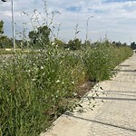 Shrubs, Flowers, Leaves Maintenance in a Park-WAM at 1303 6 Av SW