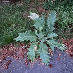 Shrubs, Flowers, Leaves Maintenance in a Park-WAM at 4915 15 St SW