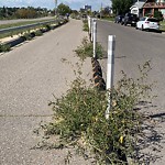 Shrubs, Flowers, Leaves Maintenance in a Park-WAM at 218 Crescent Rd NW