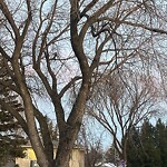 Tree Maintenance - City Owned at 2209 27 St SE