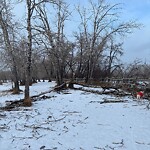 Tree Maintenance - City Owned at 9820 15 St SE