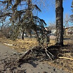 Tree Maintenance - City Owned at 120 30 Av NE