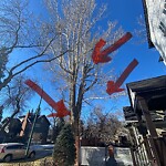 Tree Maintenance - City Owned at 344 37 Av SW