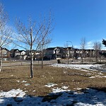 Tree Maintenance - City Owned at 555 Silverado Plains Ci SW