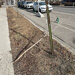 Tree Maintenance - City Owned at 303 23 Av SW