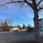 Tree Maintenance - City Owned at 3104 28 Av SW