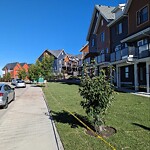 Tree Maintenance - City Owned at 102 Livingston Cm NE