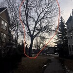 Tree Maintenance - City Owned at 236 Somme Ave SW Altadore