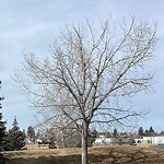 Tree Maintenance - City Owned at 2 Valour Ci SW