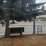 Debris on Street, Sidewalk, Boulevard at 1511 52 St SE