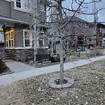 Tree Maintenance - City Owned at 48 27 Av SW