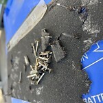 Debris on Backlane at 207 Carringham Rd NW Calgary