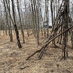 Tree Maintenance - City Owned at 287 Springbluff Ht SW