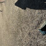 Catch Basin / Storm Drain Concerns at 199 Everwoods Green SW