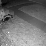Wildlife Sightings at 4135 30 Av SE