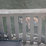 Wildlife Sightings at 287 Coventry Ci NE