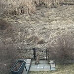 Wildlife Sightings at 323 Panatella He NW