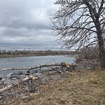 Beaver Sightings and Concerns at 135 Lynnview Rd SE