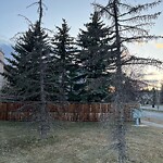 Tree Maintenance - City Owned at 2604 Signal Hill Dr SW